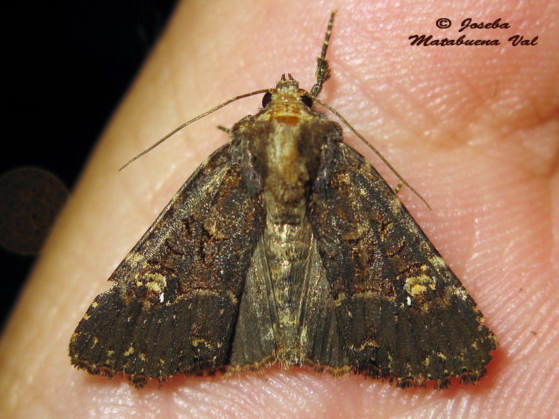 Mesapamea secalella (= didyma) - Noctuidae ?